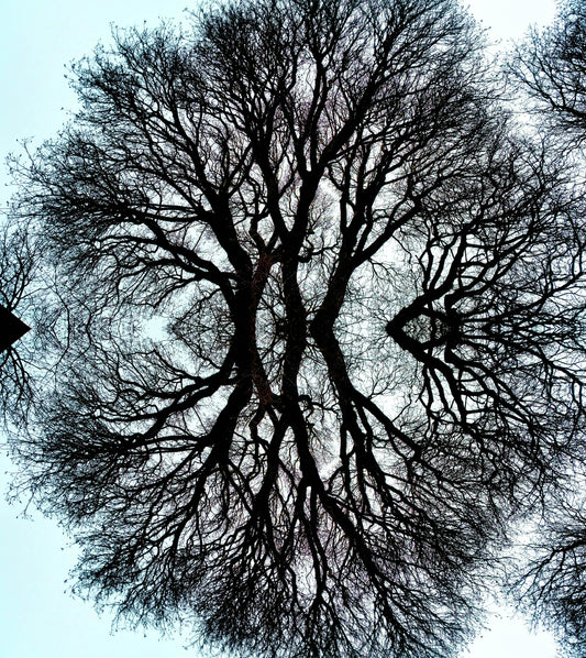 Who is the Fairest? (Treesee Clowes) 2021