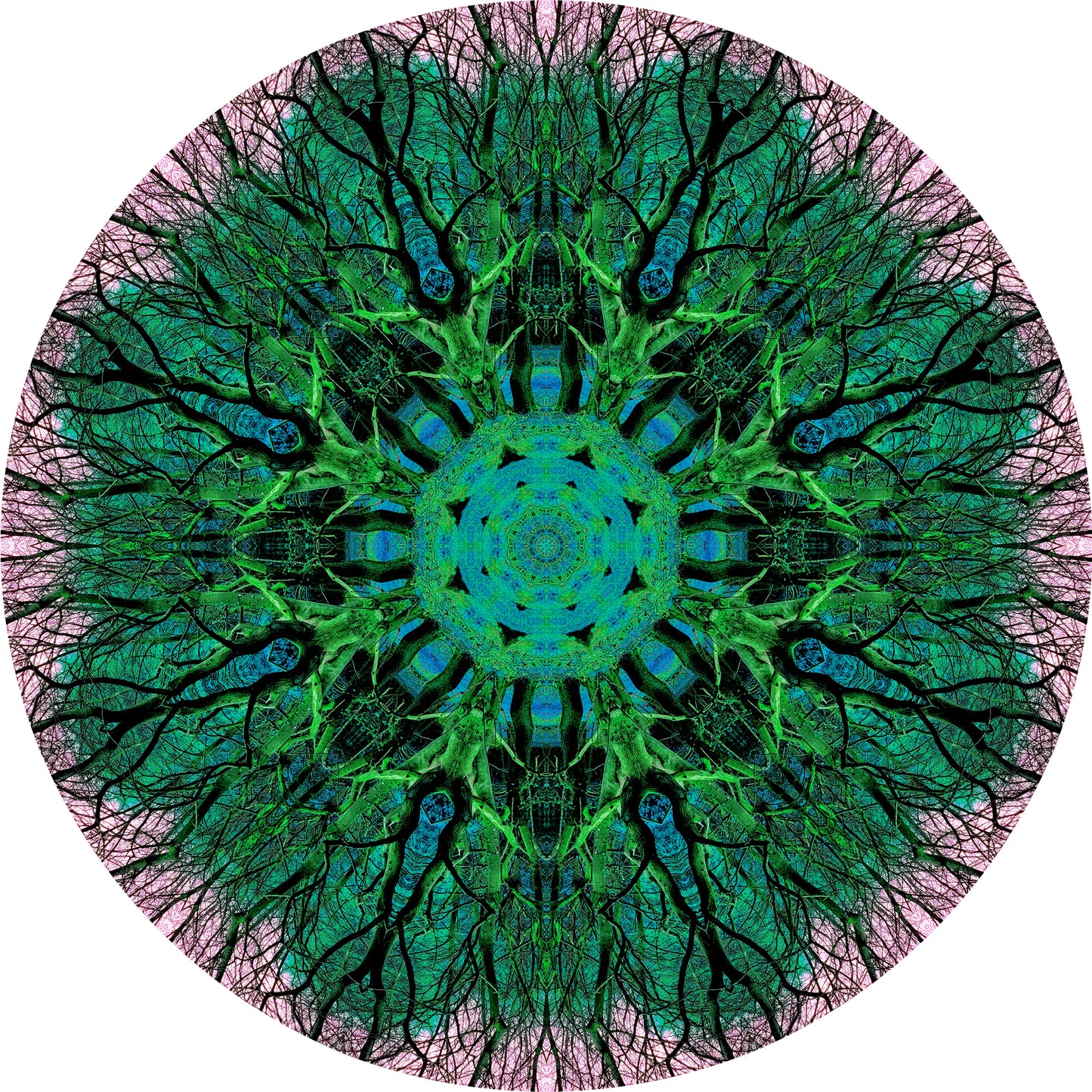 Tree Bloom (Treesee Kings Wood) 2023