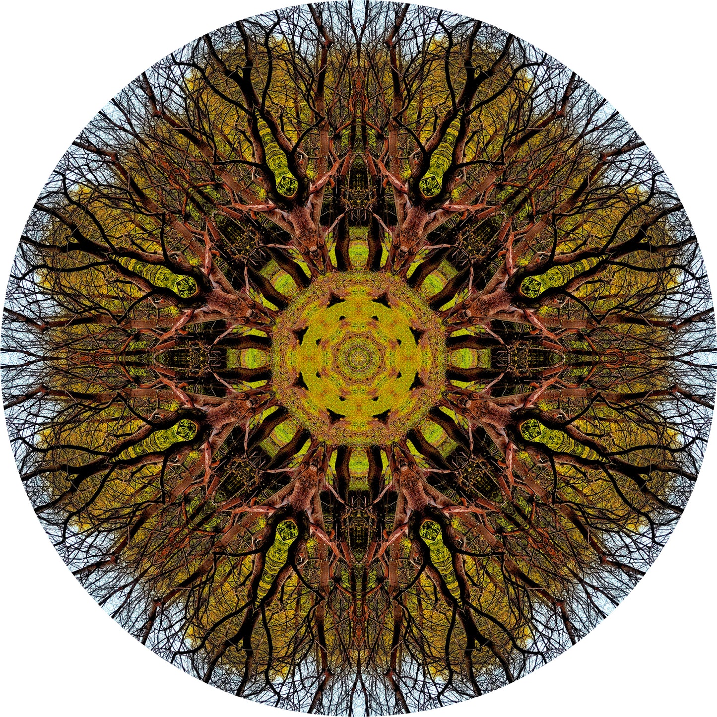 Tree Bloom (Treesee Kings Wood) 2023