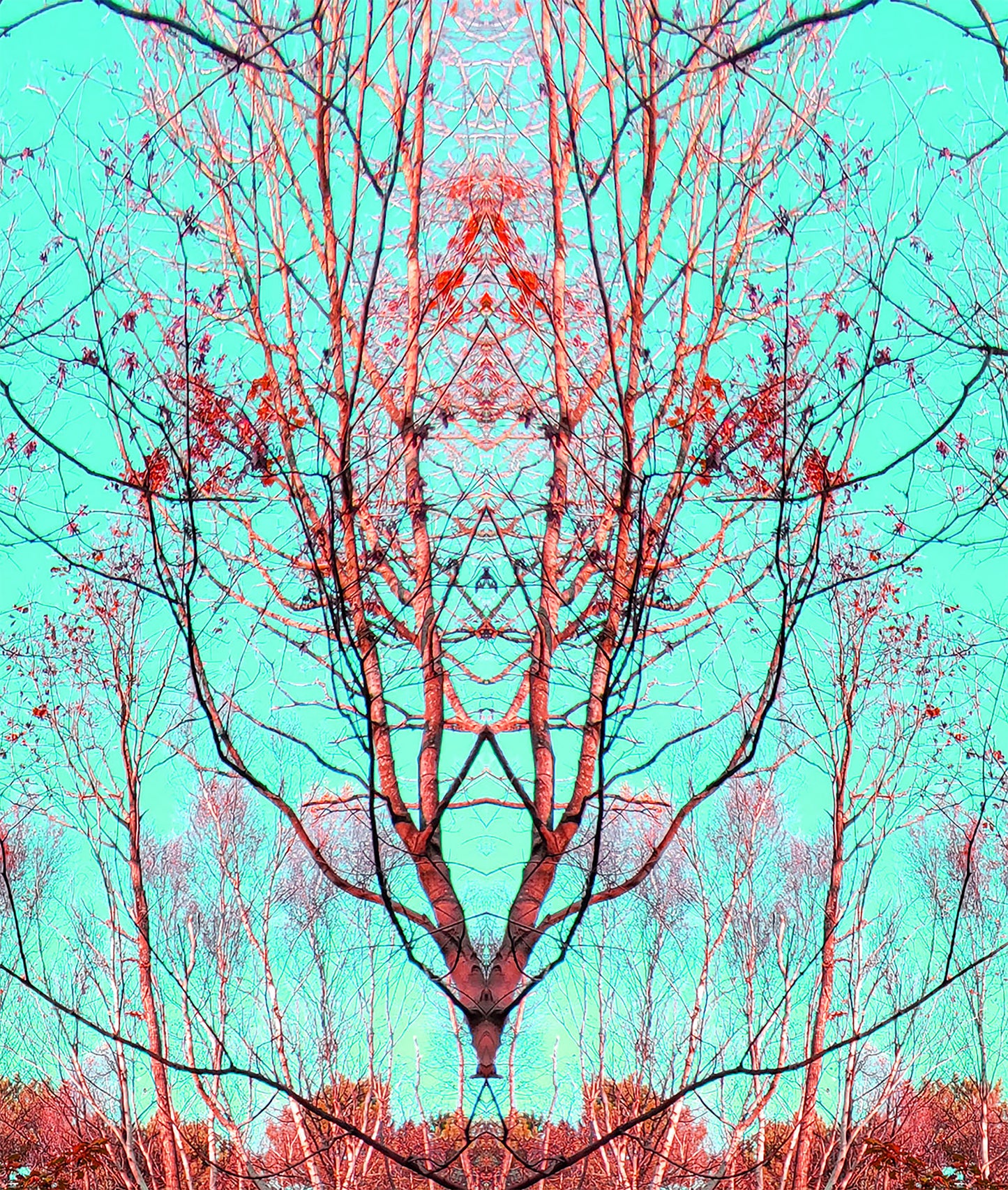 Birch Bunch (Treesee Clowes Wood) 2021