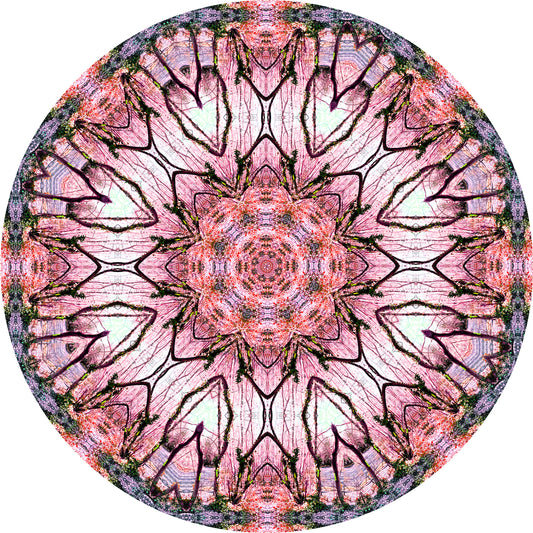 Winning Faint Heart (Treesee - Clowes)