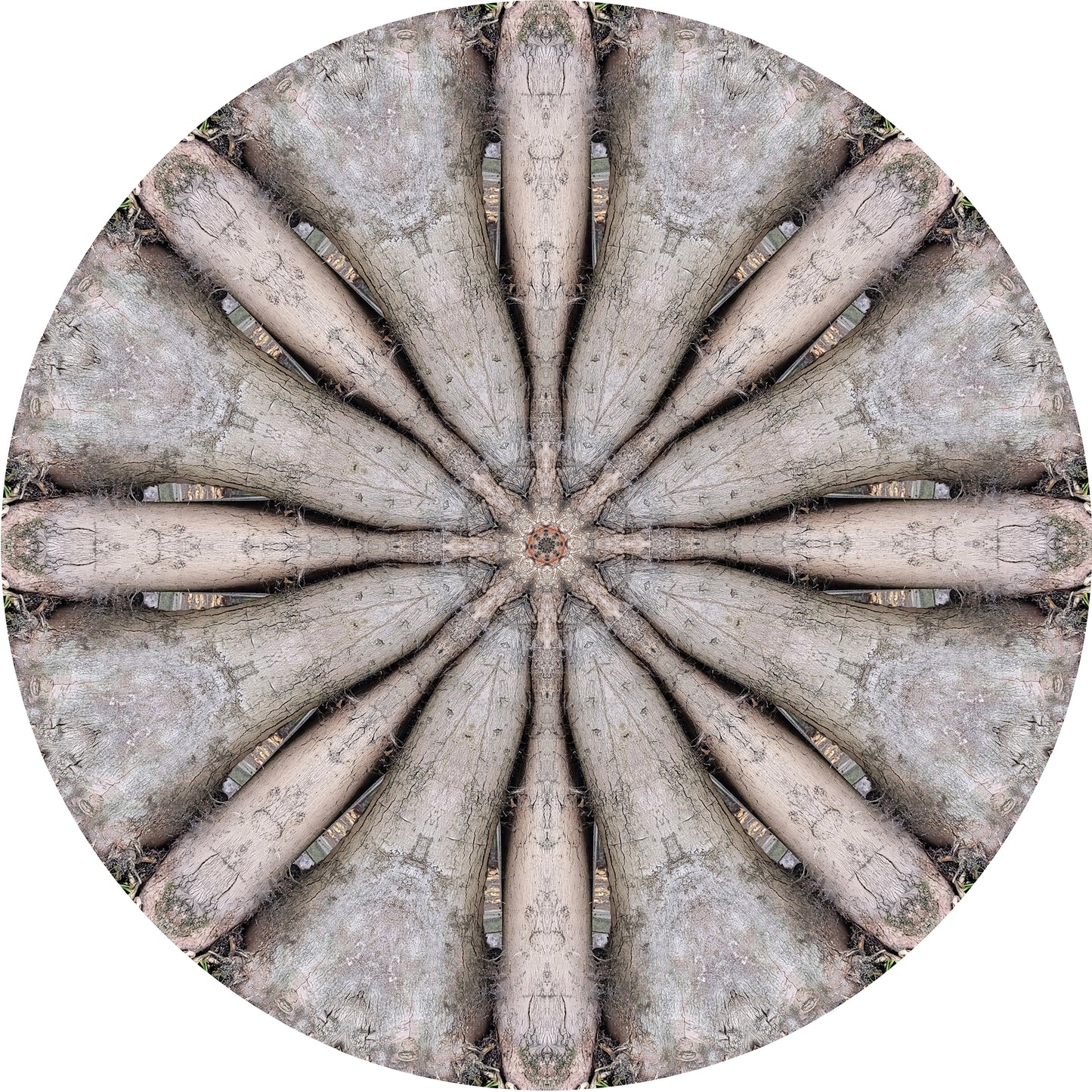 Tree Architecture (Treesee Solley's Orchard) 2022