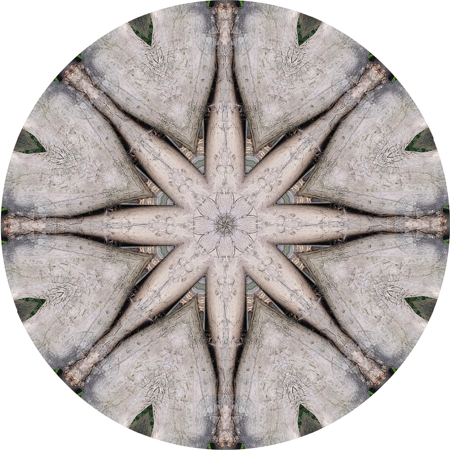 Tree Architecture (Treesee Solley's Orchard) 2022