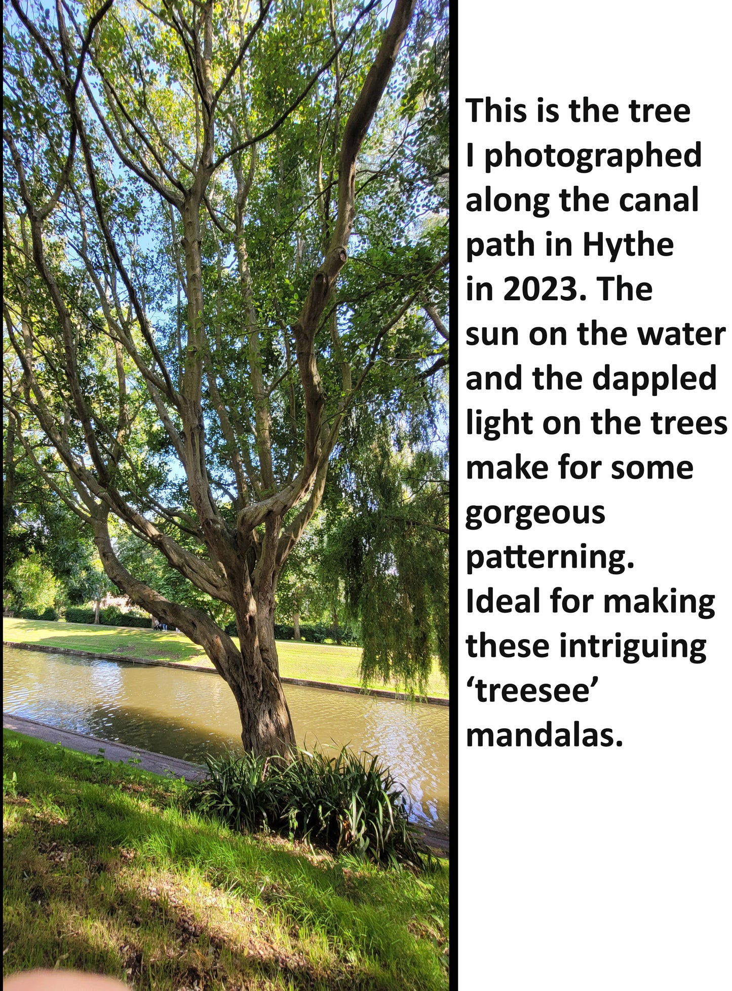 a photo of a tree next to a canal, both are covered in dappled sunlight. text next to the image describes how the scene inspired the creation of a mandala art print